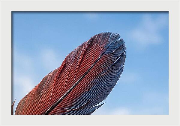 Vivid Scarlet Macaw Feather