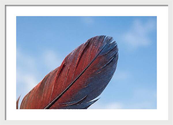 Vivid Scarlet Macaw Feather