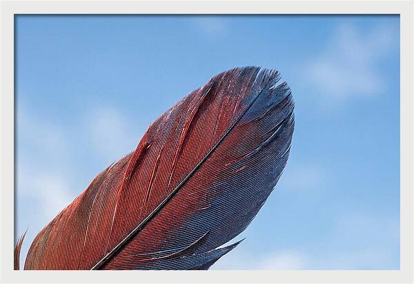 Vivid Scarlet Macaw Feather