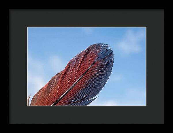 Vivid Scarlet Macaw Feather