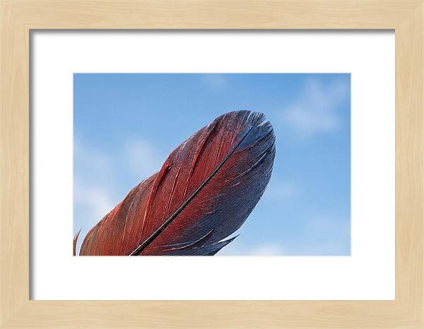 Vivid Scarlet Macaw Feather