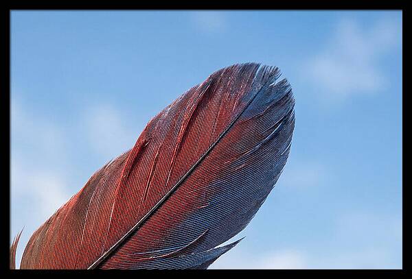 Vivid Scarlet Macaw Feather