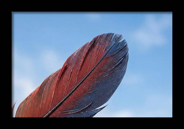 Vivid Scarlet Macaw Feather