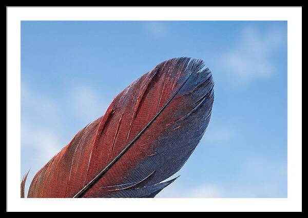 Vivid Scarlet Macaw Feather