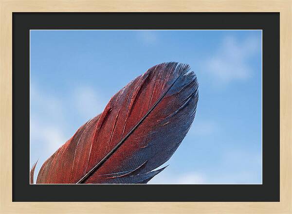 Vivid Scarlet Macaw Feather