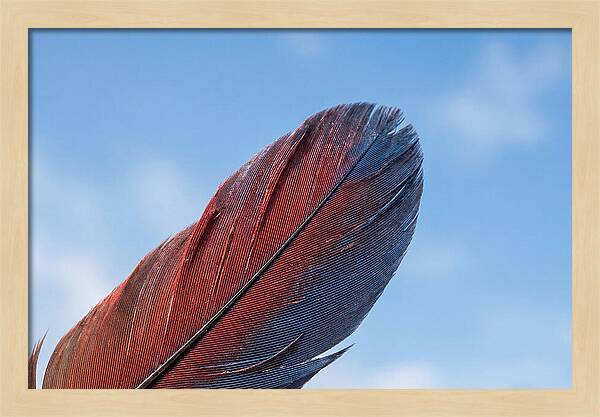 Vivid Scarlet Macaw Feather
