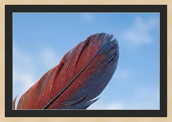 Vivid Scarlet Macaw Feather