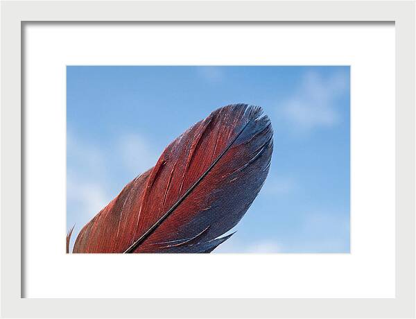 Vivid Scarlet Macaw Feather