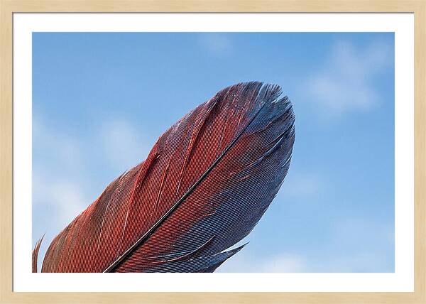 Vivid Scarlet Macaw Feather