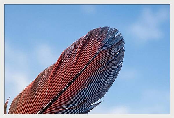 Vivid Scarlet Macaw Feather
