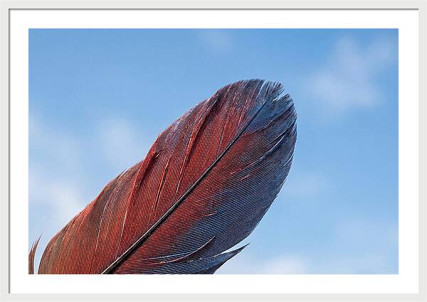 Vivid Scarlet Macaw Feather
