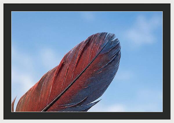 Vivid Scarlet Macaw Feather