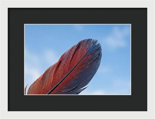 Vivid Scarlet Macaw Feather