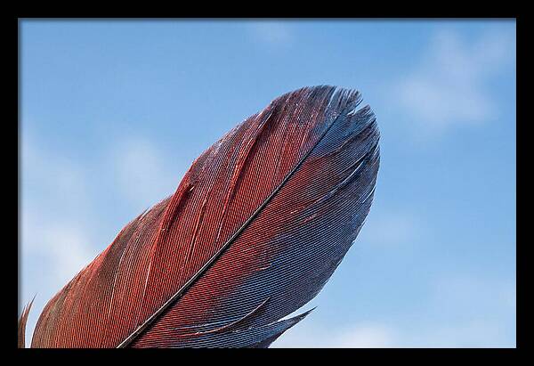 Vivid Scarlet Macaw Feather