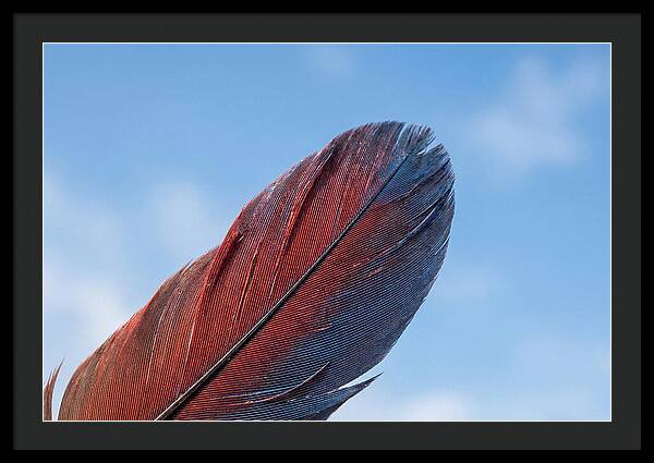 Vivid Scarlet Macaw Feather