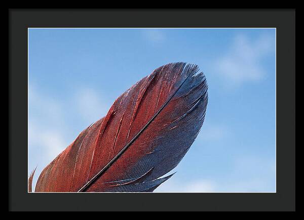 Vivid Scarlet Macaw Feather