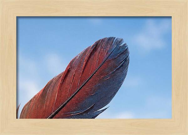Vivid Scarlet Macaw Feather