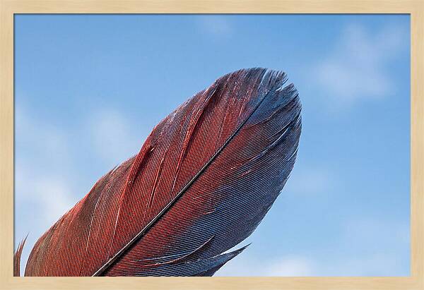 Vivid Scarlet Macaw Feather