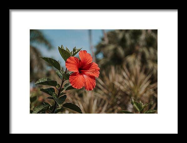 Vivid Tropical Hibiscus Bloom