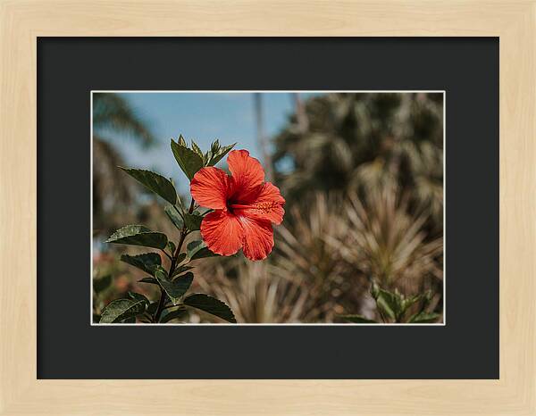 Vivid Tropical Hibiscus Bloom