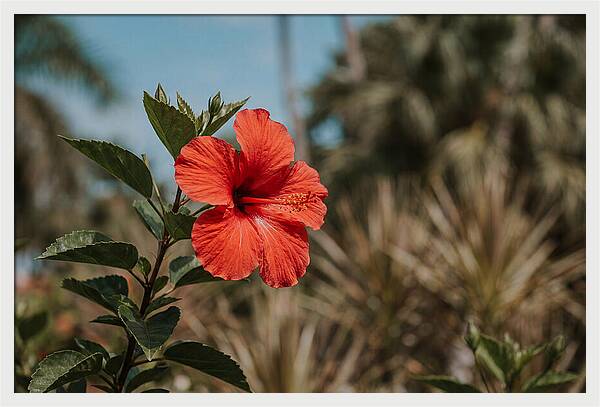 Vivid Tropical Hibiscus Bloom
