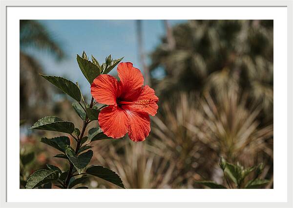 Vivid Tropical Hibiscus Bloom