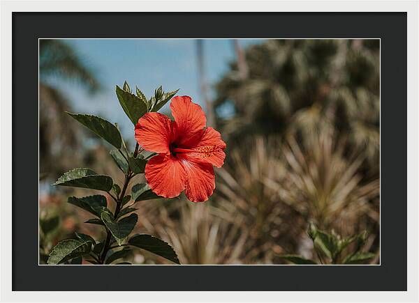 Vivid Tropical Hibiscus Bloom