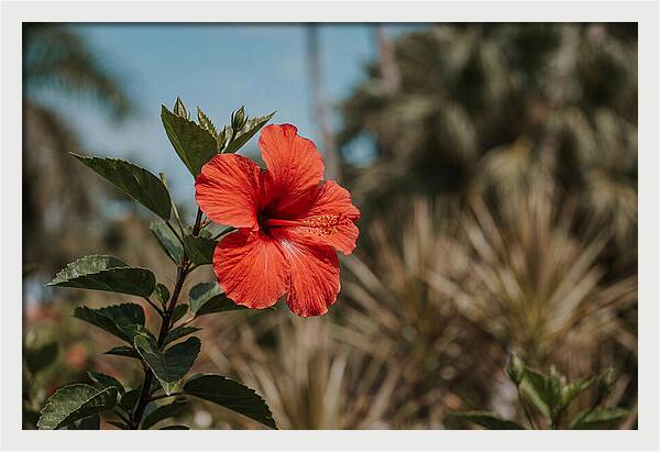 Vivid Tropical Hibiscus Bloom