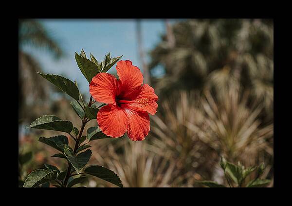 Vivid Tropical Hibiscus Bloom