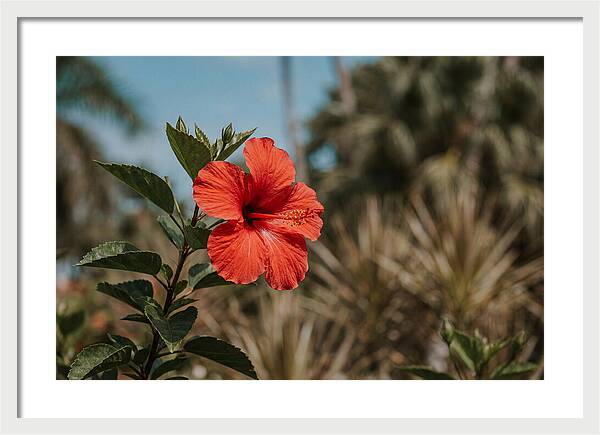 Vivid Tropical Hibiscus Bloom