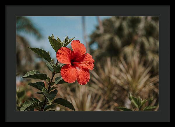 Vivid Tropical Hibiscus Bloom