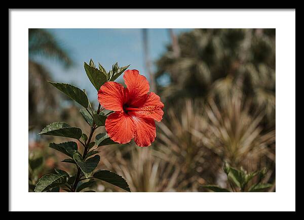 Vivid Tropical Hibiscus Bloom
