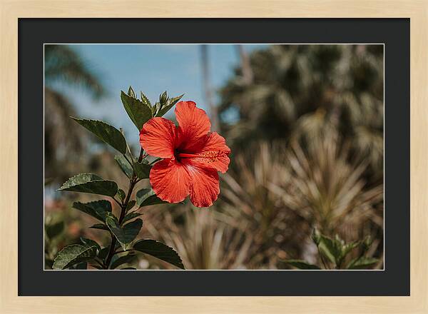 Vivid Tropical Hibiscus Bloom