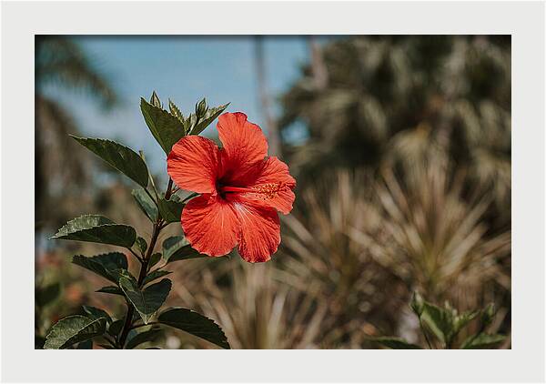Vivid Tropical Hibiscus Bloom
