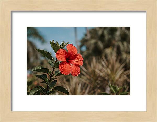 Vivid Tropical Hibiscus Bloom