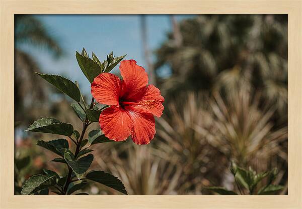 Vivid Tropical Hibiscus Bloom