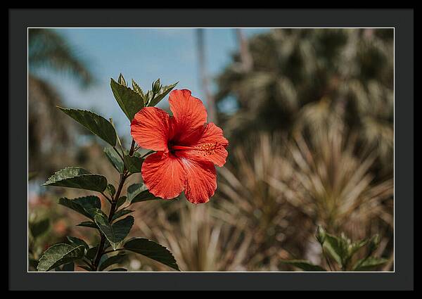 Vivid Tropical Hibiscus Bloom