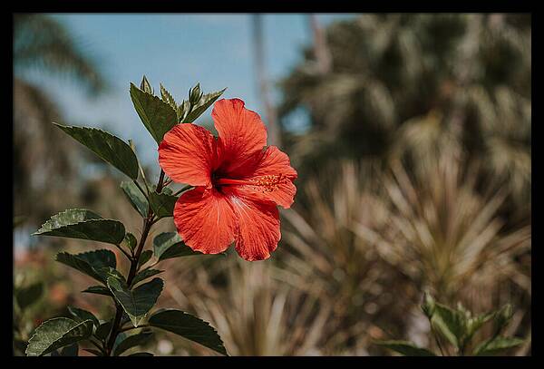 Vivid Tropical Hibiscus Bloom