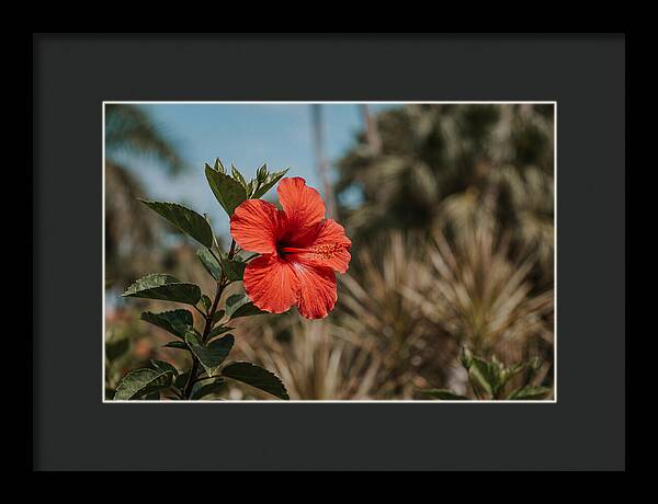 Vivid Tropical Hibiscus Bloom