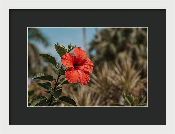 Vivid Tropical Hibiscus Bloom