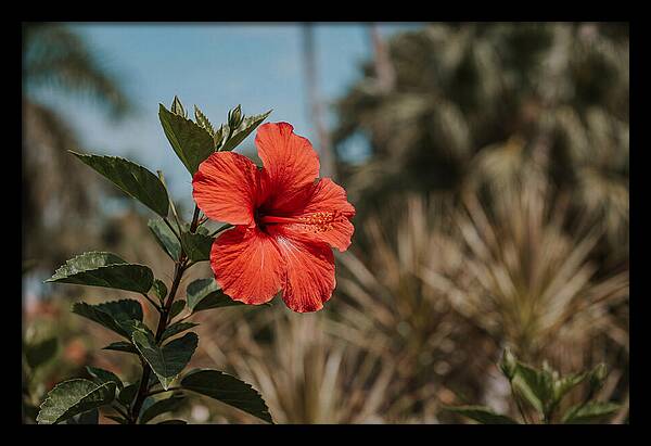 Vivid Tropical Hibiscus Bloom