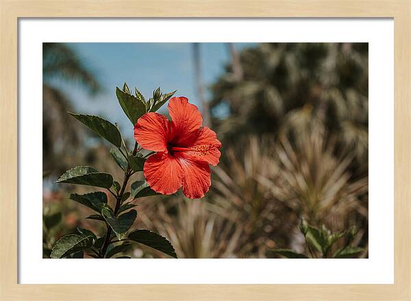 Vivid Tropical Hibiscus Bloom