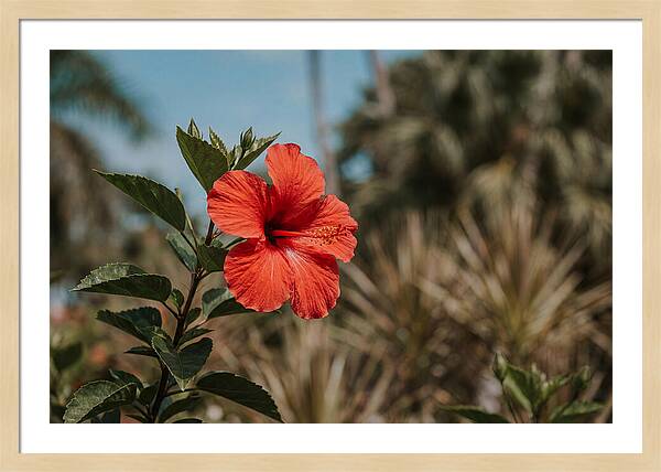Vivid Tropical Hibiscus Bloom