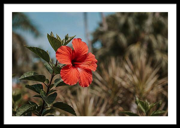 Vivid Tropical Hibiscus Bloom