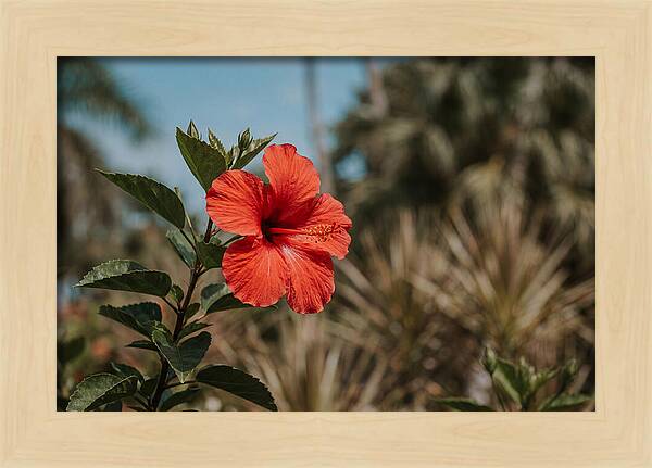 Vivid Tropical Hibiscus Bloom