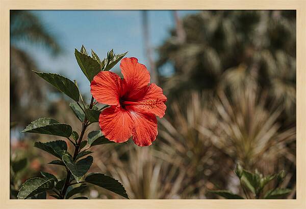 Vivid Tropical Hibiscus Bloom