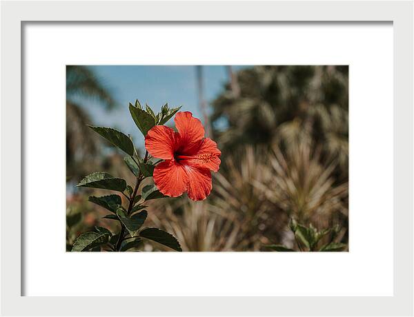 Vivid Tropical Hibiscus Bloom