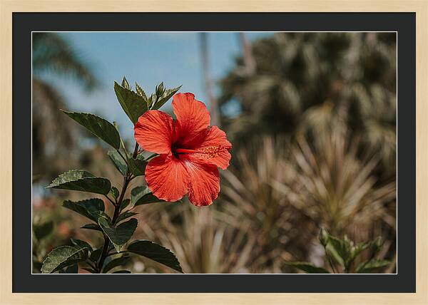 Vivid Tropical Hibiscus Bloom