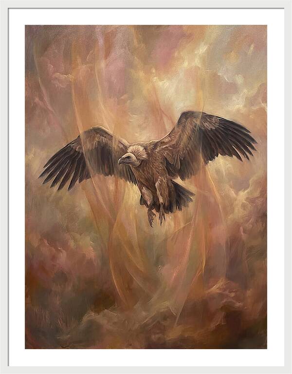 Vulture In Flight