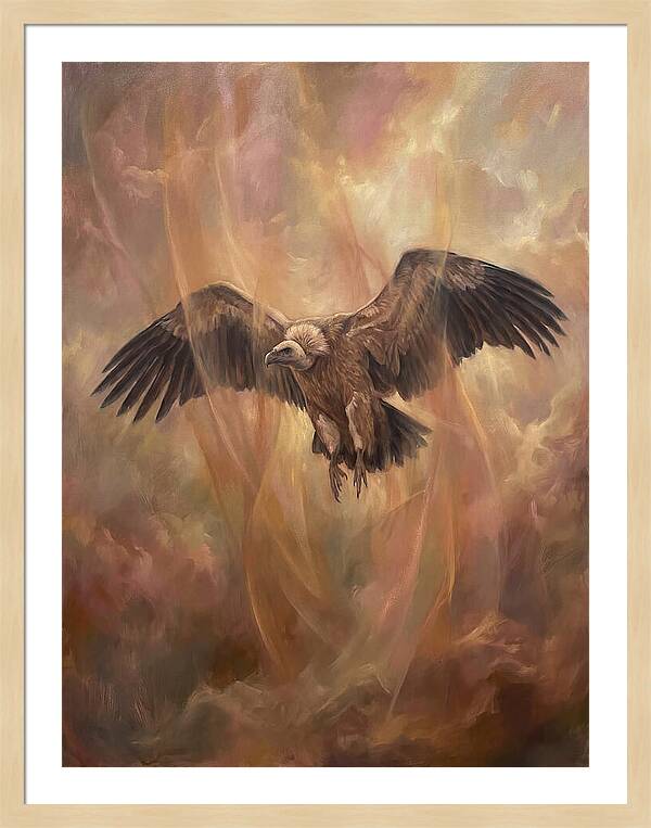 Vulture In Flight